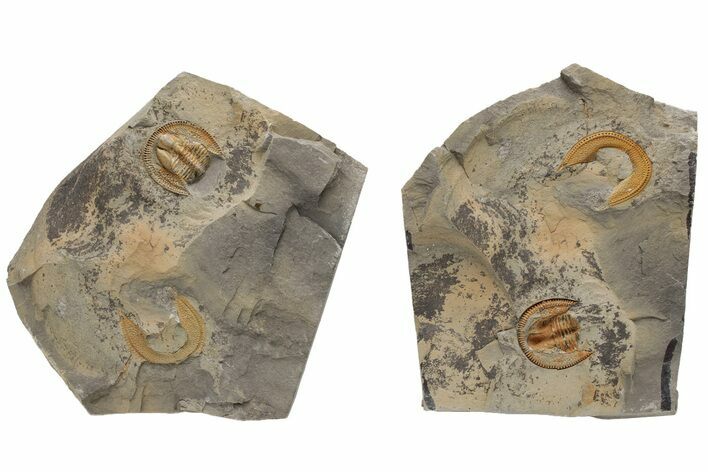 Trinucleid (Declivolithus) Trilobite - Mecissi, Morocco #227872